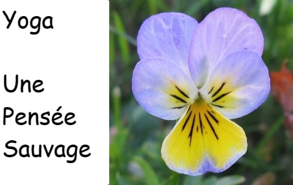 Une pensée sauvage
