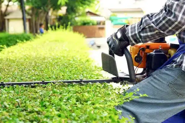 La-taille-de-haies-entretien-de-jardin