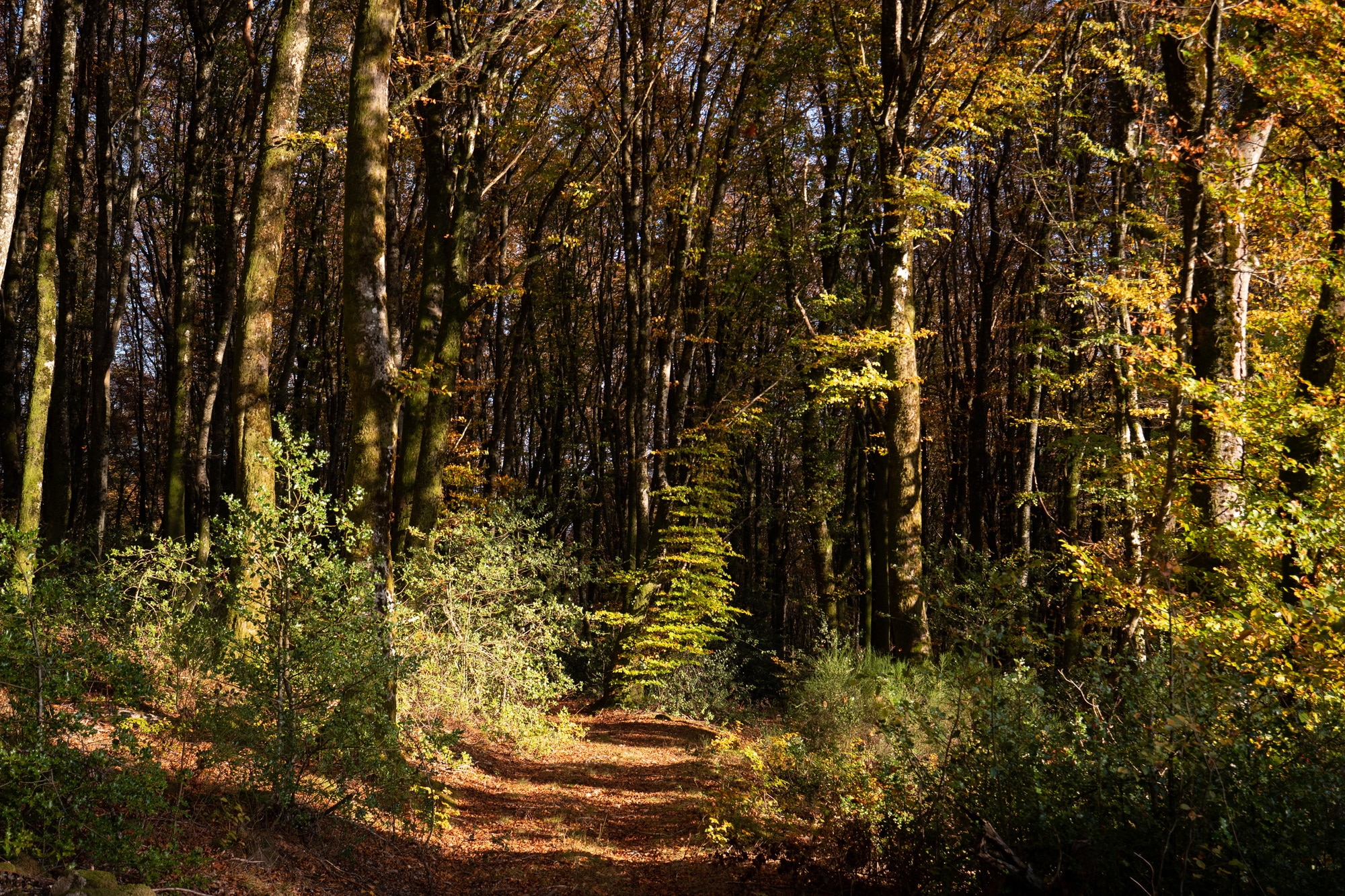 French forest with golden leaves